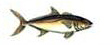 Amber Jack Pez Fuerte Pesca deportiva en Puerto Vallarta Dollys Fleet