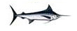 Black Marlin Pesca deportiva Puerto Vallarta Dollys fleet