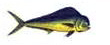 Pez dorado Mahi Mahi Pesca deportiva Puerto Vallarta Dollys Fleet