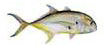 Jack Crevalle Toro Pesca deportiva Puerto Vallarta Dollys Fleet