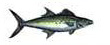 Mackerel Sierra Pesca deportiva Puerto Vallarta Dollys Fleet