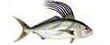Roosterfish Papa Gallo Pesca deportiva Puerto Vallarta Dollys Fleet