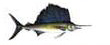 Sailfish Pez Vela Pesca deportiva Puerto Vallarta Dollys Fleet