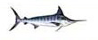 Striped Marlin Pesca deportiva Puerto Vallarta Dollys Fleet