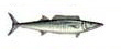 Wahoo Ghaho Peto Pesca deportiva Puerto Vallarta Dollys Fleet